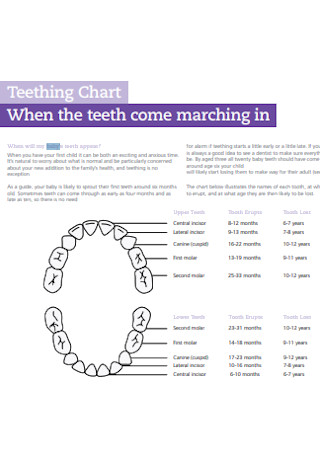 Baby Teeth Come Marching in Chart