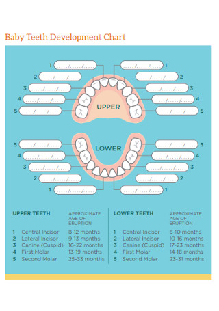 Baby Teeth Development Chart