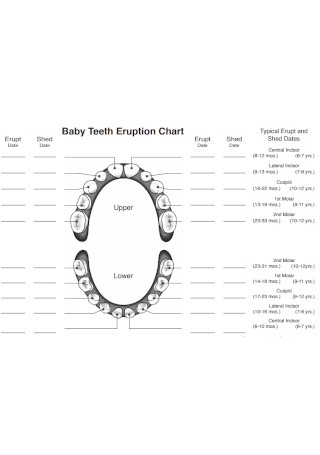 Baby Teeth Eruption Chart