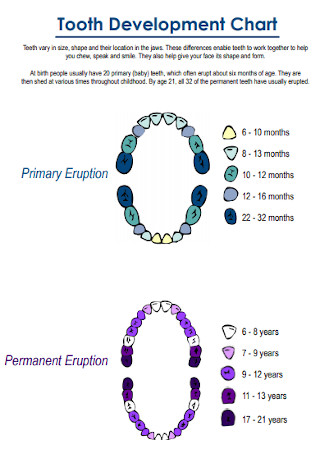 Sample Baby Tooth Development Chart Template