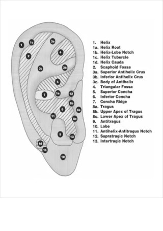 Sample Ear Reflexology Chart