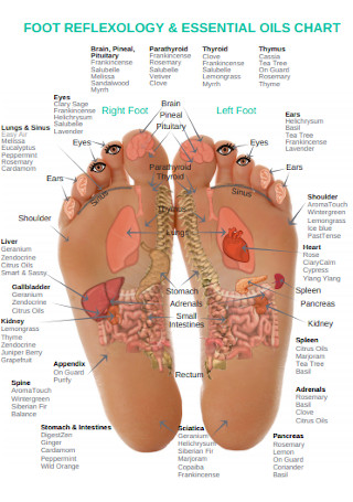 Foot Reflexology Essential Chart