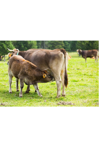 dairy farm business plan image