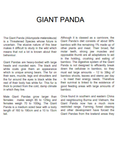 Zoo Giant Pandas