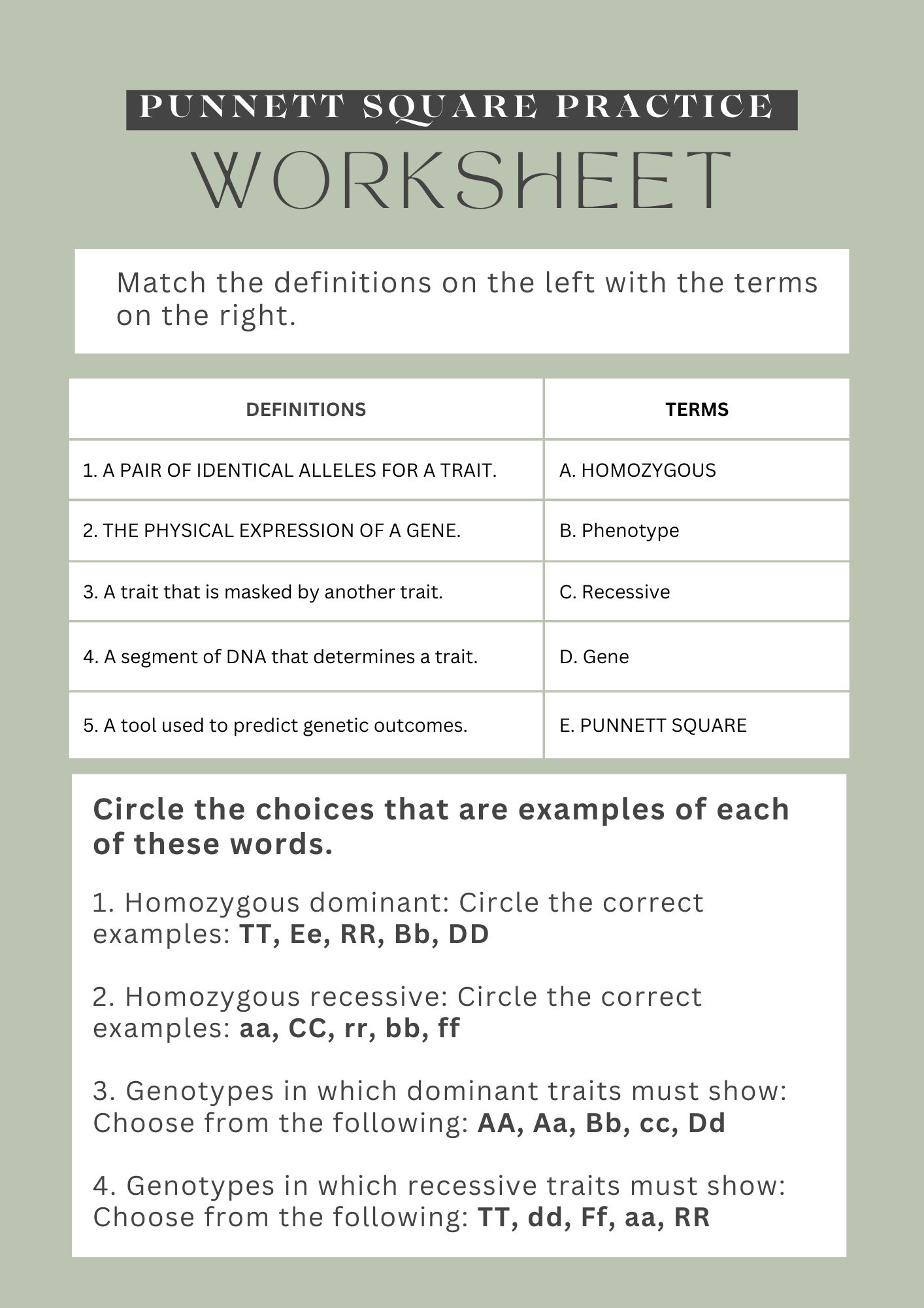 7th Grade Punnett Square Practice Worksheet