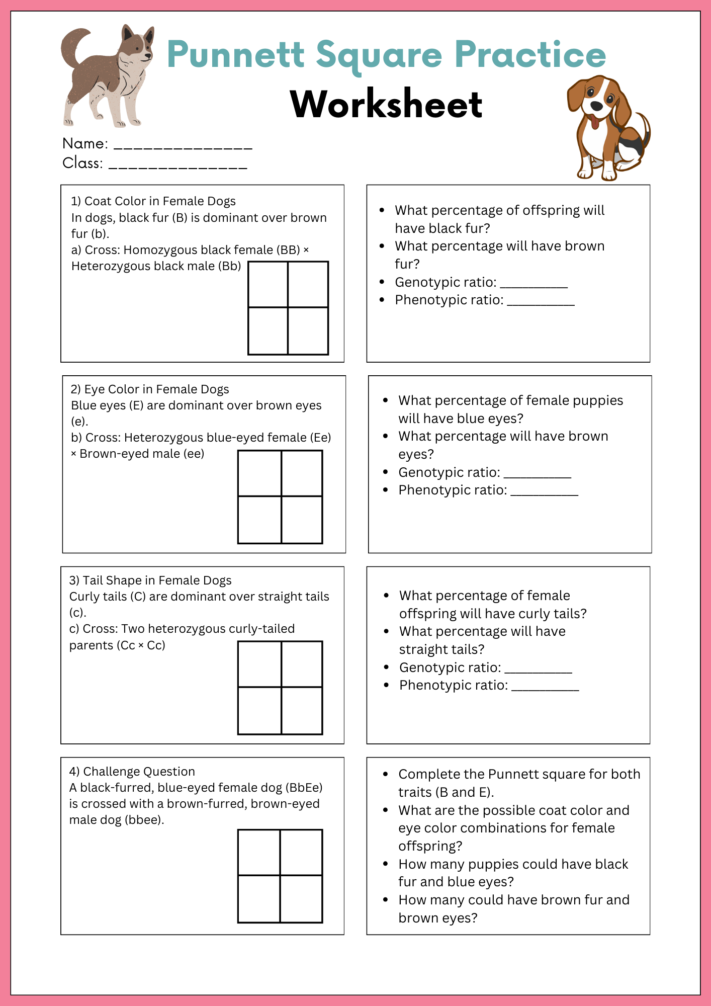 Female Dog Punnett Square Practice Worksheet