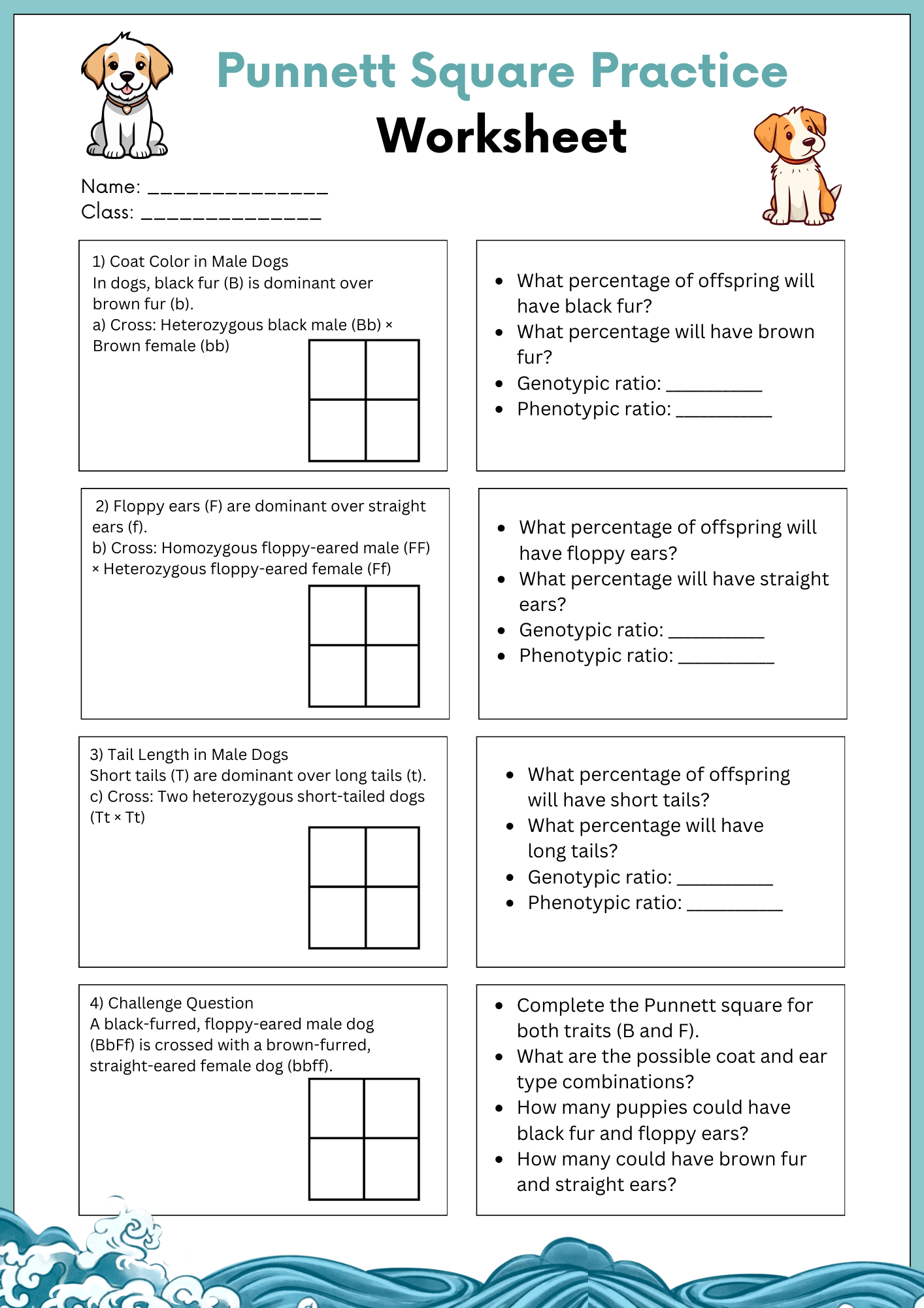 Male Dogs Punnett Square Practice Worksheet