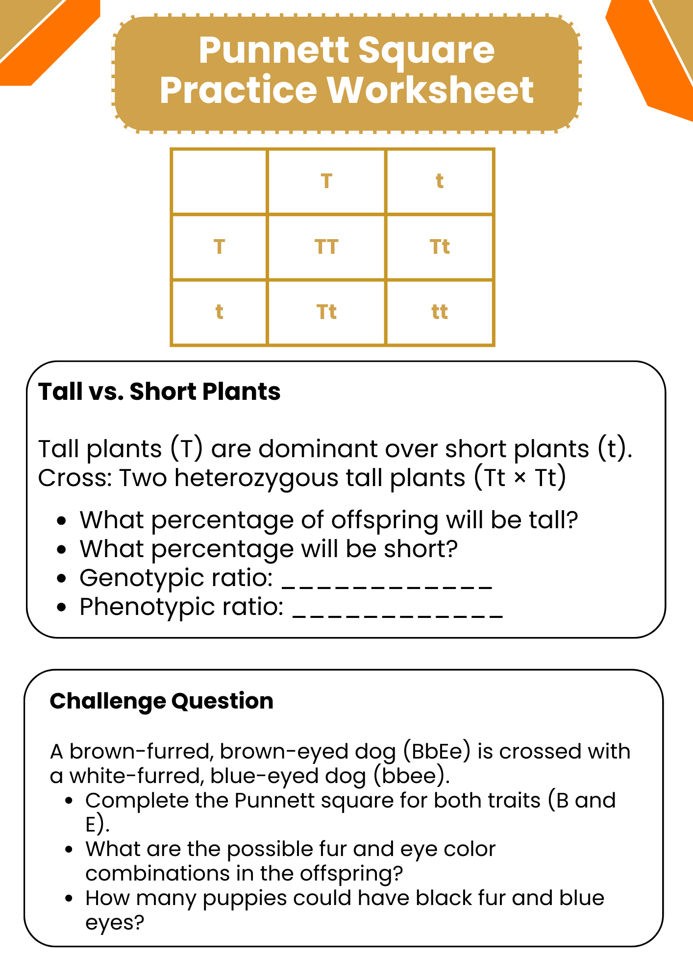 Simple Punnett Square Practice Worksheet